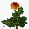 Dahlia Icoon