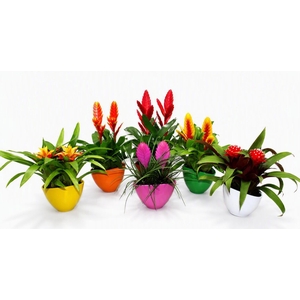 Coupe Borabora gemengd 1