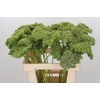 Ammi Visnaga Green Mist