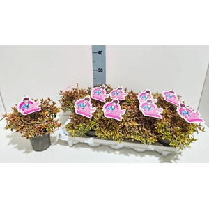Abelia Lady Peach 11T