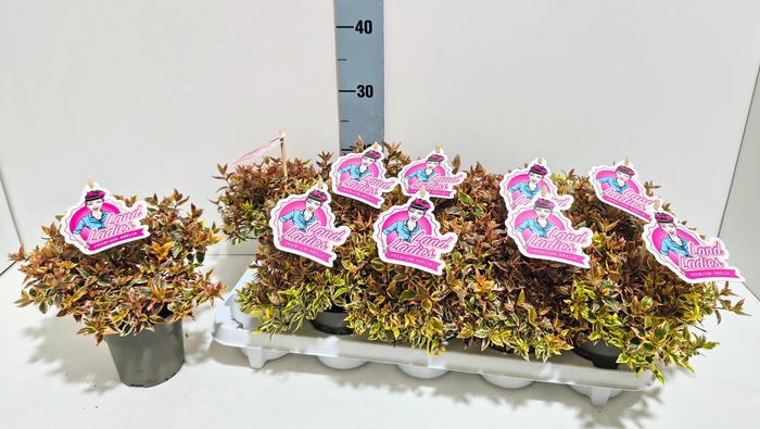 <h4>Abelia Lady Peach 11T</h4>