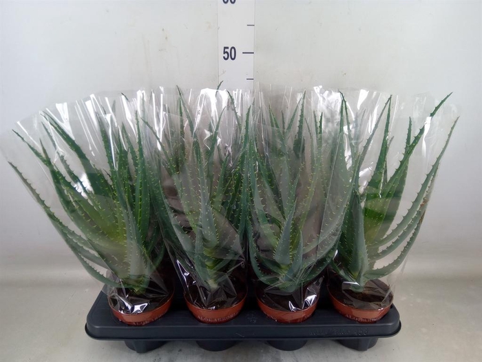 <h4>Aloe arborescens</h4>