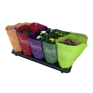 CHRYS GR BM SOSI GEM