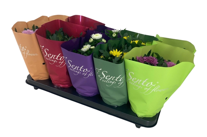 <h4>CHRYS GR BM SOSI GEM</h4>