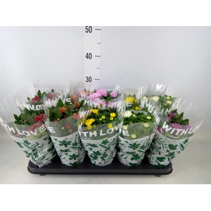 Chrysanthemum   ..mix 5