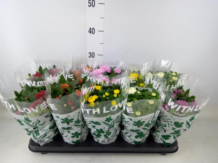 <h4>Chrysanthemum   ..mix 5</h4>
