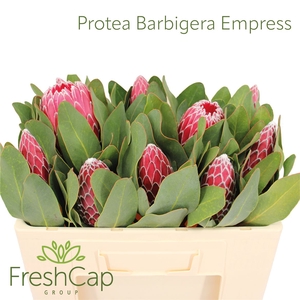 Protea Barbigera Empress