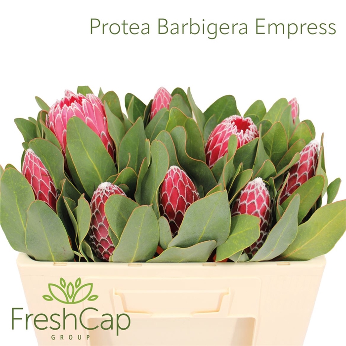 <h4>Protea Barbigera Empress</h4>
