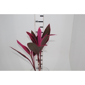 FOLHAGEM DRACENA BABY PINK PLUS