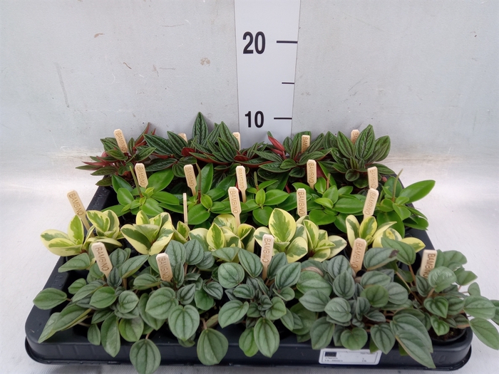 <h4>Peperomia   ...mix</h4>