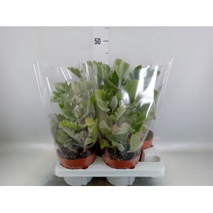 Kalanchoe NF beharensis