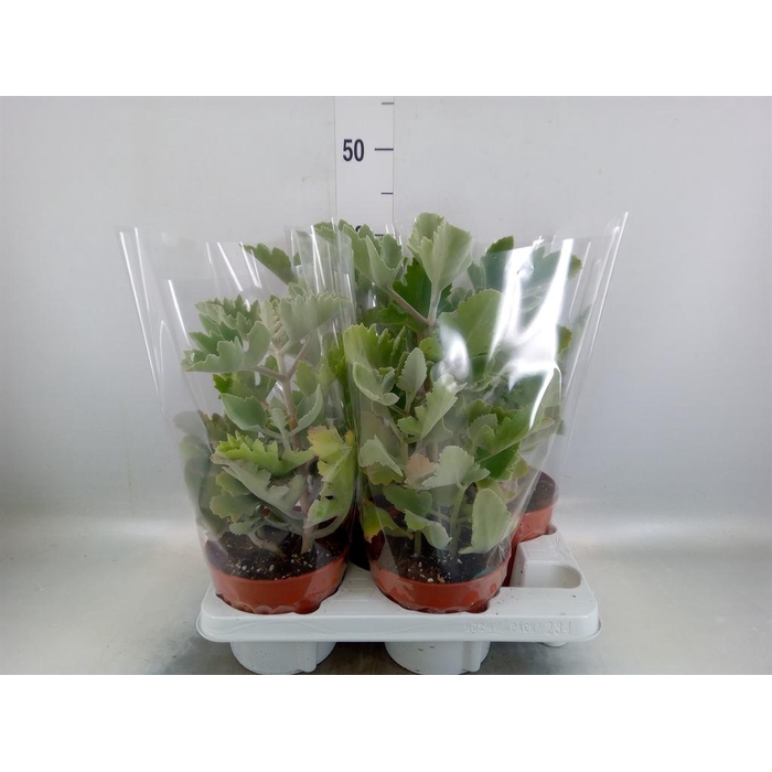 <h4>Kalanchoe NF beharensis</h4>