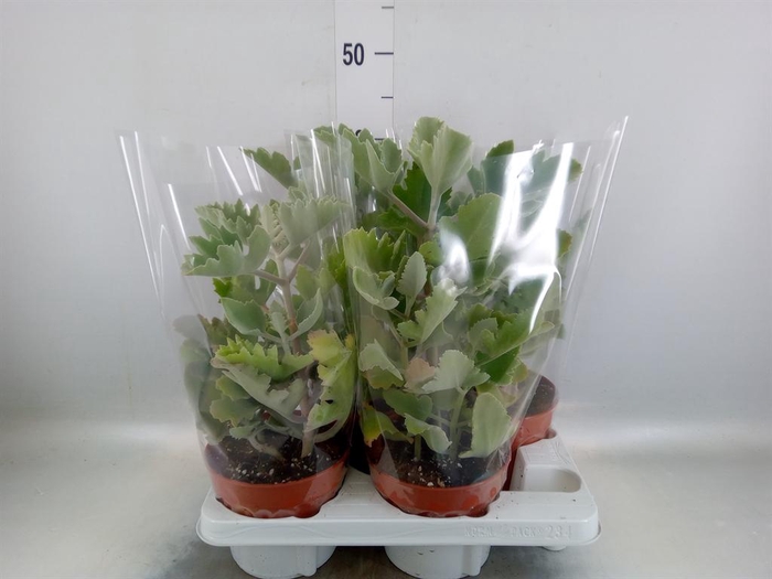Kalanchoe NF beharensis