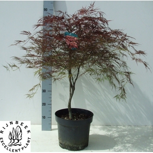 ACER PA ORNATUM