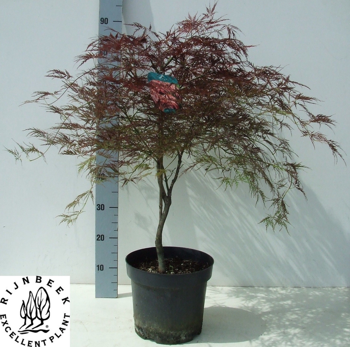 <h4>ACER PA ORNATUM</h4>