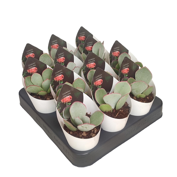 <h4>COTYLEDON ORBICULATA - POT Ø 6,5 WITH POTCOVER (SUCCULENTEN)</h4>