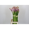 Zantedeschia Eydolls Purple White