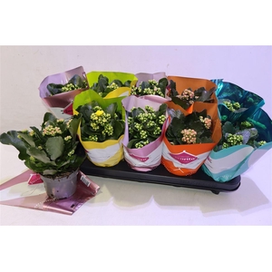 arr8 Kalanchoe Double Deluxe Mix