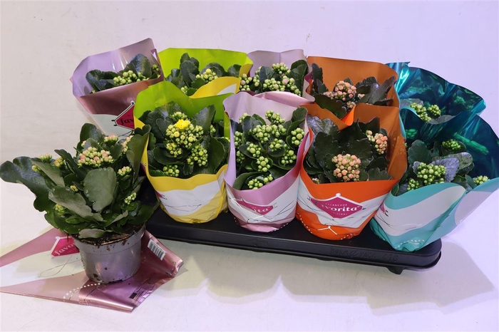<h4>arr8 Kalanchoe Double Deluxe Mix</h4>