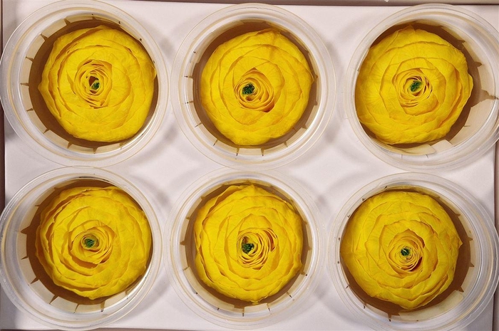 <h4>Ran Pres Yellow</h4>