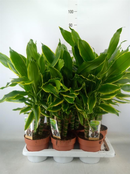 <h4>Dracaena frag. 'Golden Coast'</h4>