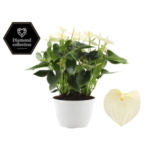 Anthurium 25 cm Cocos in Marly plastic bowl
