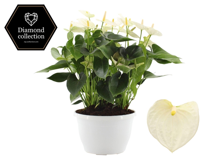 <h4>Anthurium 25 cm Cocos in Marly plastic bowl</h4>