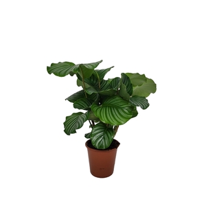 Calathea 19cm Orbifolia Living