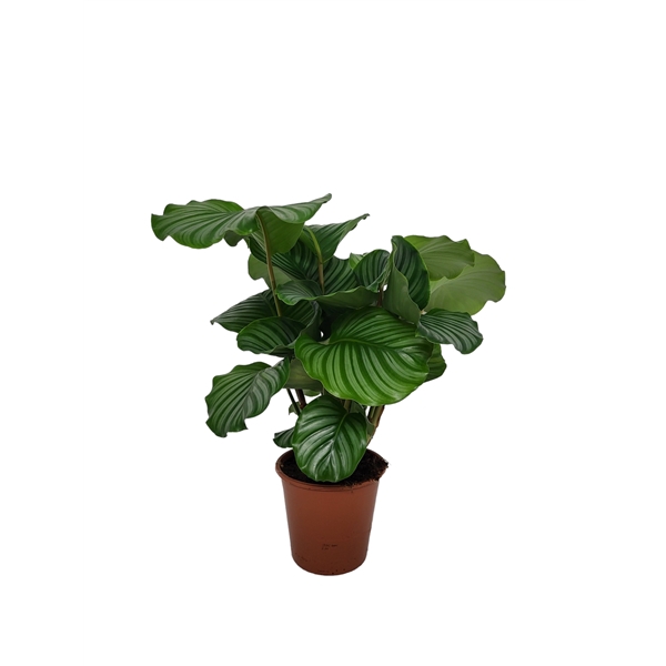 <h4>Calathea 19cm Orbifolia Living</h4>