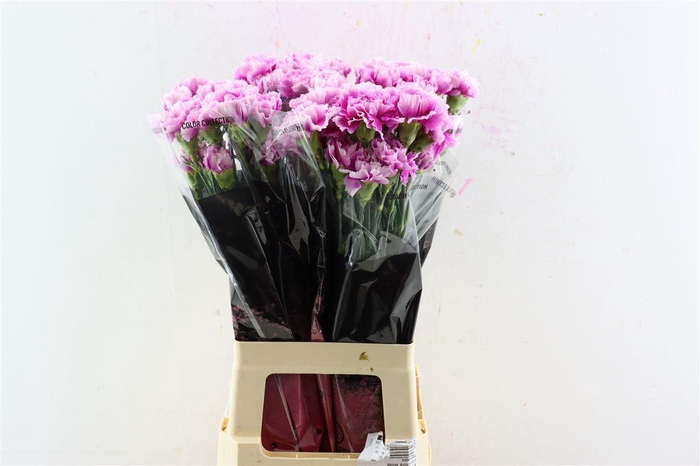 <h4>Di St Eminence</h4>