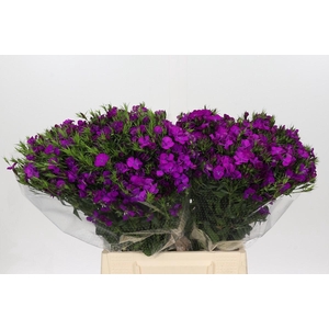 Dianthus Br Amazon Rose Magic