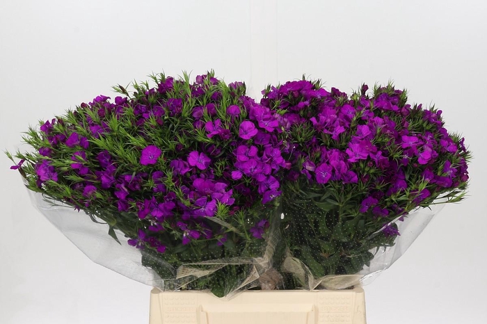 <h4>Dianthus Br Amazon Rose Magic</h4>