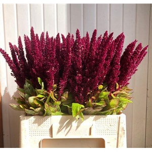 Amaranthus Red 60cm