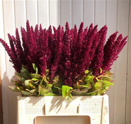 <h4>Amaranthus Red</h4>