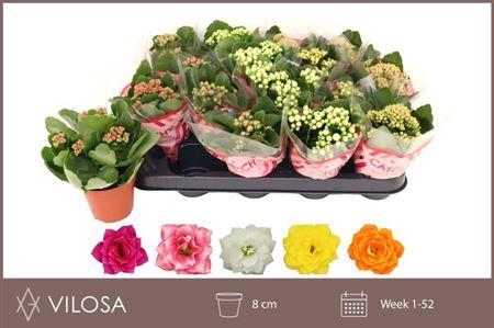 <h4>Kal Ge Gem 5 Kl</h4>