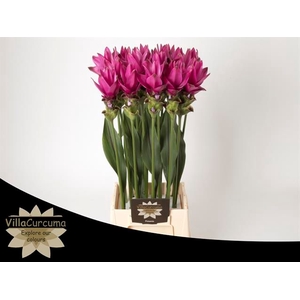 Curcuma Siam Soul