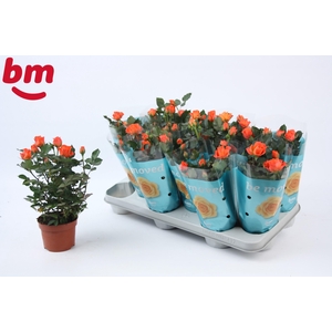 Rosa Orange Jewel Beau Monde