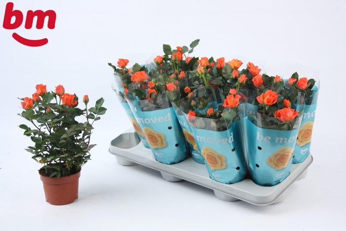 <h4>Rosa Orange Jewel Beau Monde</h4>