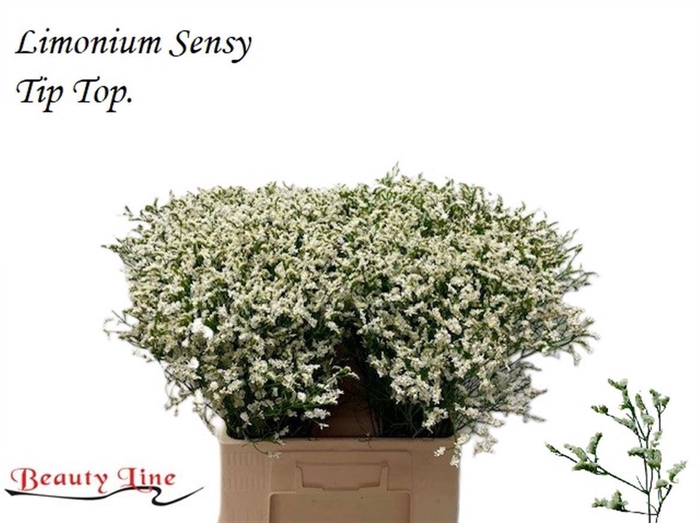 <h4>LIM SIN SEN TIP TOP</h4>