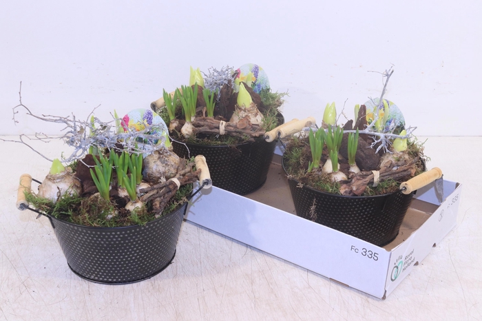 <h4>ARR BOL KNOLGEWAS</h4>