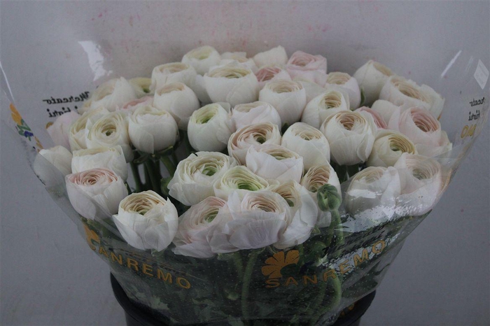 <h4>Ran Cloni Sup Hanoi</h4>