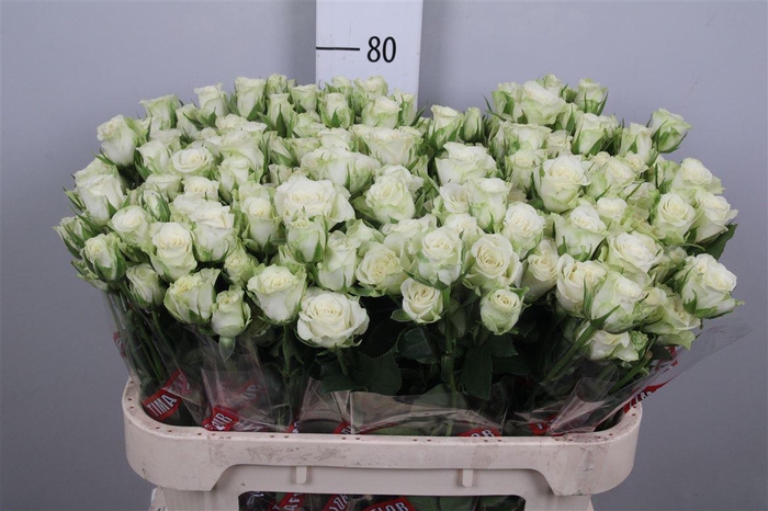 <h4>R Tr Snowflake X5</h4>