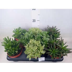 Crassula   ...mix