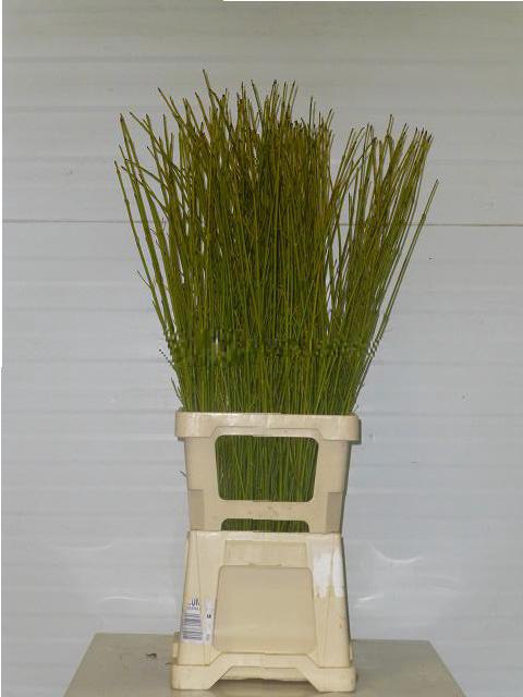 <h4>CORNUS S FLAVIRAMEA</h4>
