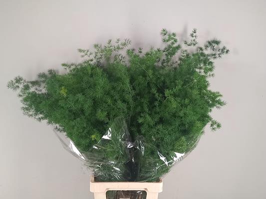 <h4>Asparagus Umbellatus 65/75cm</h4>