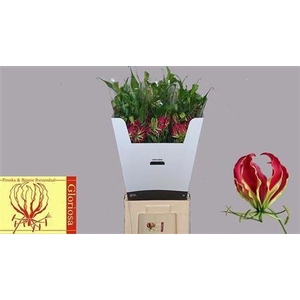 Gloriosa Rothschildiana