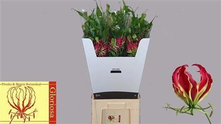<h4>Gloriosa Rothschildiana</h4>