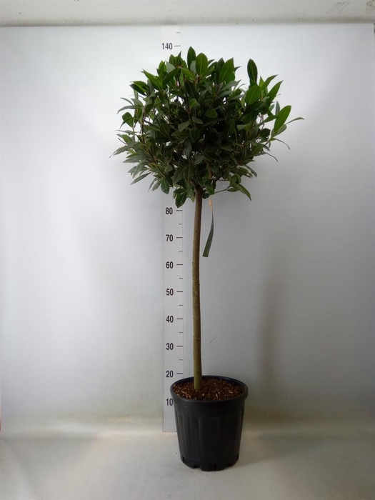 <h4>Laurus nobilis</h4>