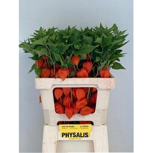 PHYSALIS LAMPION TAK