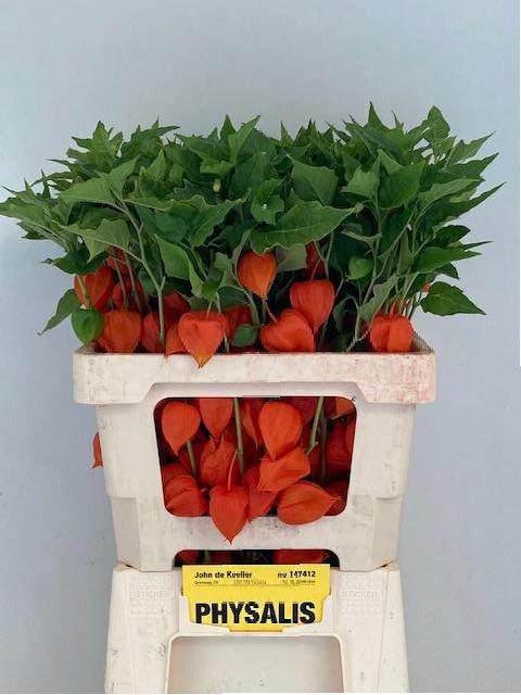 <h4>PHYSALIS LAMPION TAK</h4>